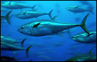 Tuna fish: Propulsion that works like a fish’s tail should be very efficient 