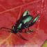 Sagra beetle
