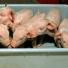 Five cloned female piglets