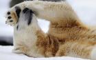 Knut, the 3-year-old polar bear, rolls in the snow in his enclosure at Berlin's Zoologischer Garten zoo